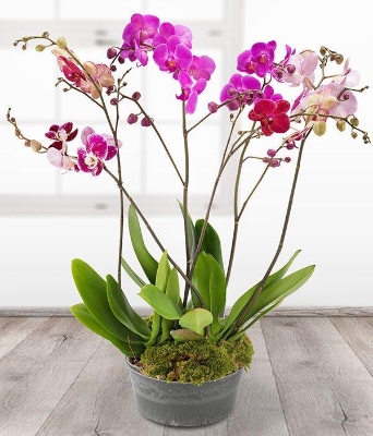 Orchid Trio*