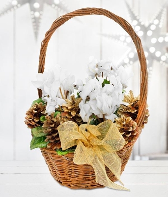 Christmas Cyclamen Basket