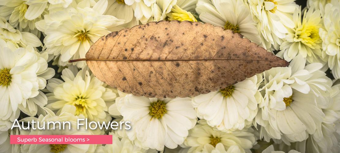 Home Me Not Romsey Woodlands Hampshire